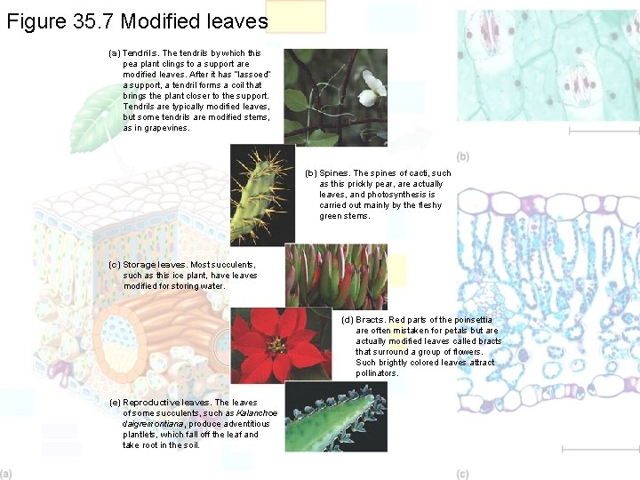 Figure 35. 7 Modified leaves (a) Tendrils. The tendrils by which this pea plant