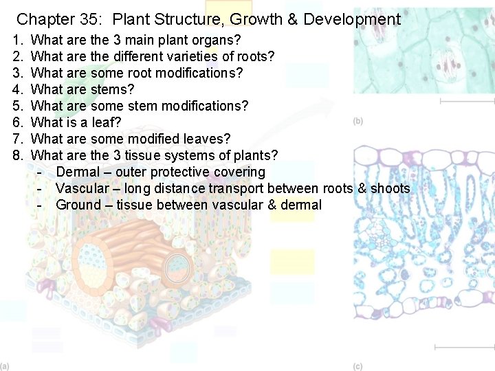 Chapter 35: Plant Structure, Growth & Development 1. 2. 3. 4. 5. 6. 7.