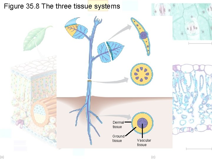 Figure 35. 8 The three tissue systems Dermal tissue Ground tissue Vascular tissue 