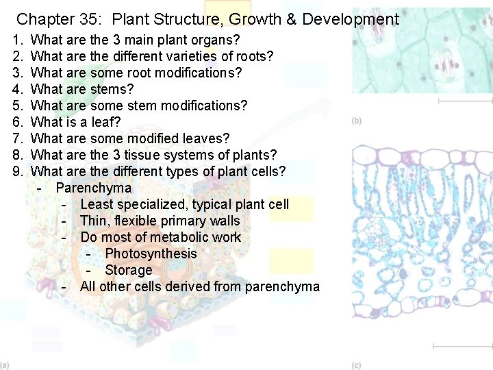 Chapter 35: Plant Structure, Growth & Development 1. 2. 3. 4. 5. 6. 7.