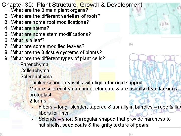 Chapter 35: Plant Structure, Growth & Development 1. 2. 3. 4. 5. 6. 7.