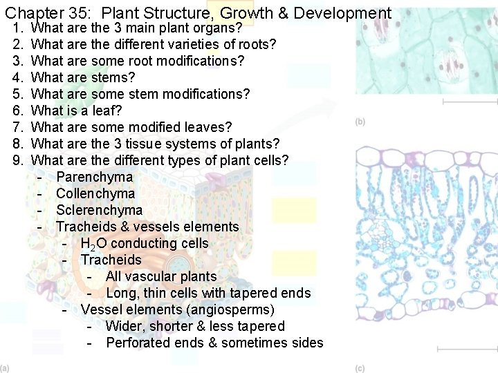 Chapter 35: Plant Structure, Growth & Development 1. 2. 3. 4. 5. 6. 7.