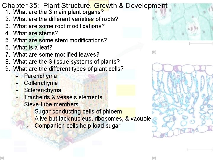 Chapter 35: Plant Structure, Growth & Development 1. 2. 3. 4. 5. 6. 7.