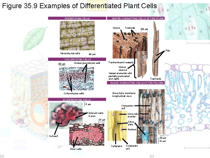 Figure 35. 9 Examples of Differentiated Plant Cells PARENCHYMA CELLS WATER-CONDUCTING CELLS OF THE