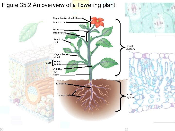 Figure 35. 2 An overview of a flowering plant Reproductive shoot (flower) Terminal bud