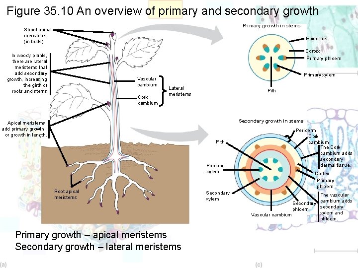 Figure 35. 10 An overview of primary and secondary growth Primary growth in stems