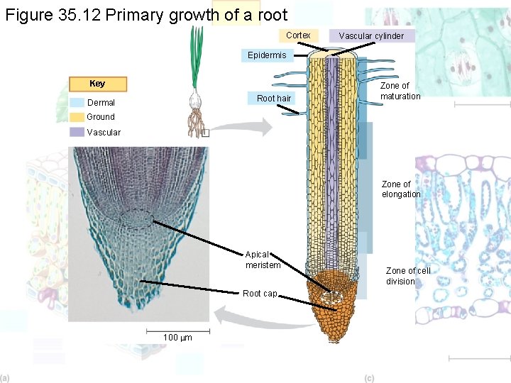 Figure 35. 12 Primary growth of a root Cortex Vascular cylinder Epidermis Key Root
