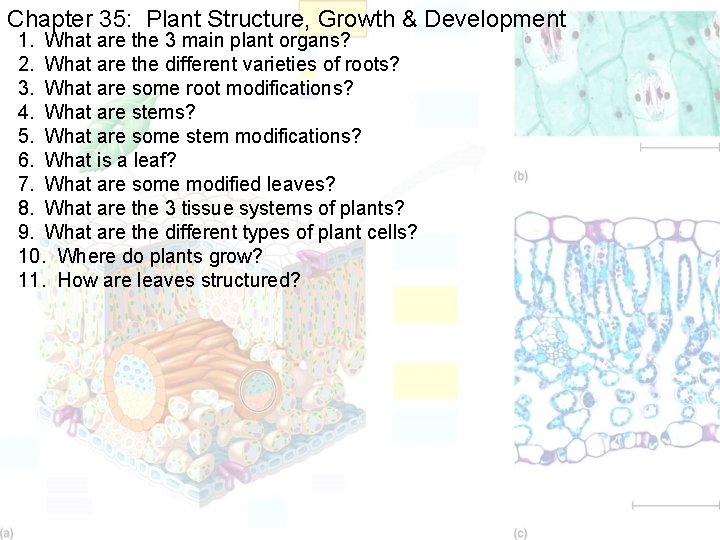 Chapter 35: Plant Structure, Growth & Development 1. What are the 3 main plant