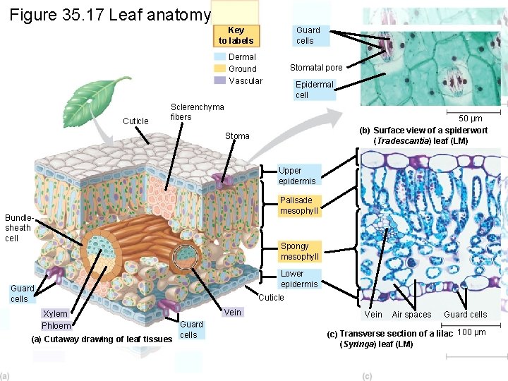 Figure 35. 17 Leaf anatomy Key to labels Guard cells Dermal Ground Vascular Cuticle
