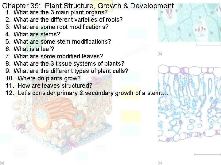 Chapter 35: Plant Structure, Growth & Development 1. What are the 3 main plant