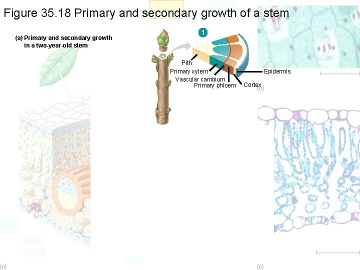 Figure 35. 18 Primary and secondary growth of a stem (a) Primary and secondary