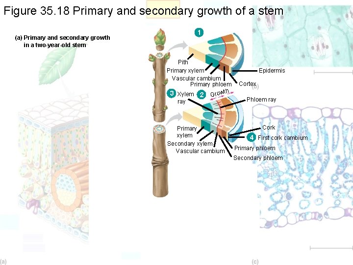 Figure 35. 18 Primary and secondary growth of a stem (a) Primary and secondary