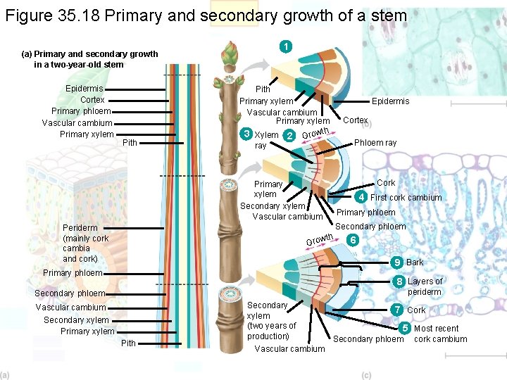 Figure 35. 18 Primary and secondary growth of a stem (a) Primary and secondary