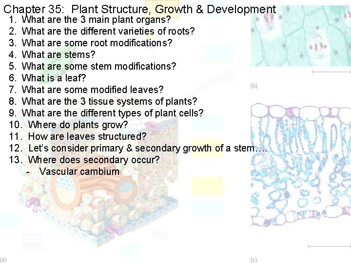 Chapter 35: Plant Structure, Growth & Development 1. What are the 3 main plant