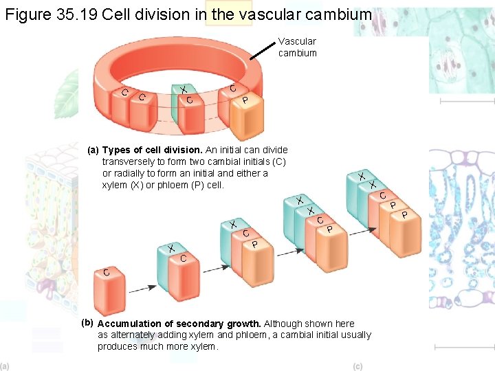 Figure 35. 19 Cell division in the vascular cambium Vascular cambium C X C
