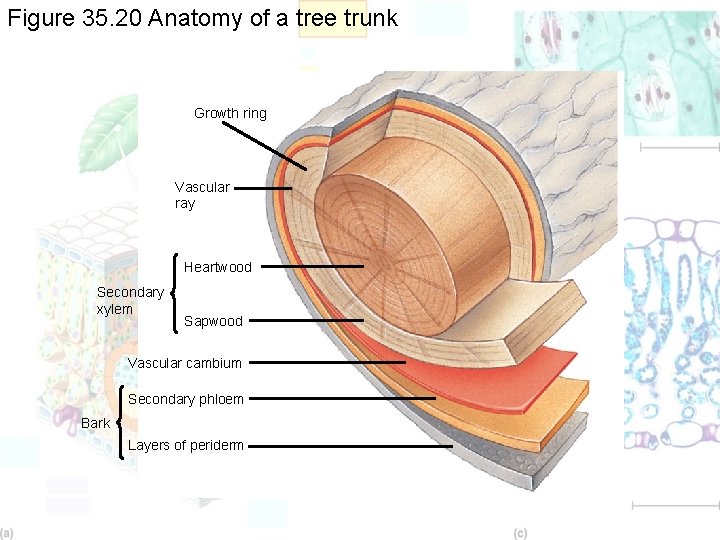 Figure 35. 20 Anatomy of a tree trunk Growth ring Vascular ray Heartwood Secondary