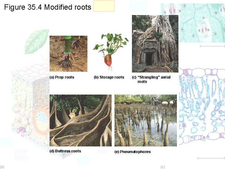 Figure 35. 4 Modified roots (a) Prop roots (d) Buttress roots (b) Storage roots
