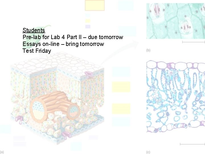 Students Pre-lab for Lab 4 Part II – due tomorrow Essays on-line – bring