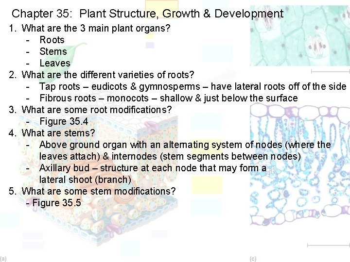 Chapter 35: Plant Structure, Growth & Development 1. What are the 3 main plant