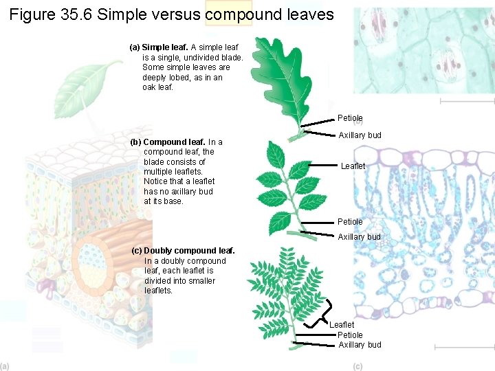 Figure 35. 6 Simple versus compound leaves (a) Simple leaf. A simple leaf is