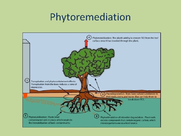 Phytoremediation 