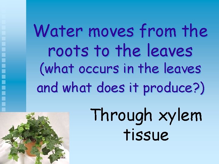 Water moves from the roots to the leaves (what occurs in the leaves and