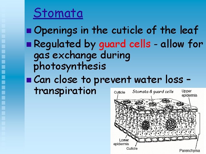 Stomata n Openings in the cuticle of the leaf n Regulated by guard cells
