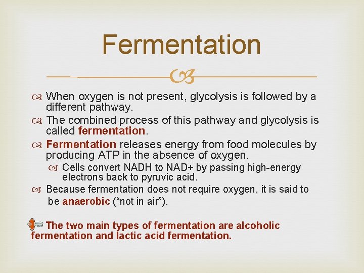 Fermentation When oxygen is not present, glycolysis is followed by a different pathway. The Fermentation When oxygen is not present, glycolysis is followed by a different pathway. The