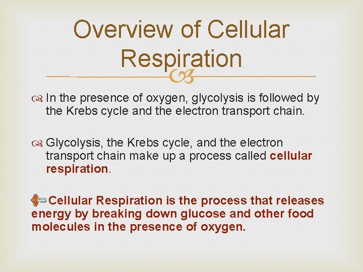 Overview of Cellular Respiration In the presence of oxygen, glycolysis is followed by the Overview of Cellular Respiration In the presence of oxygen, glycolysis is followed by the