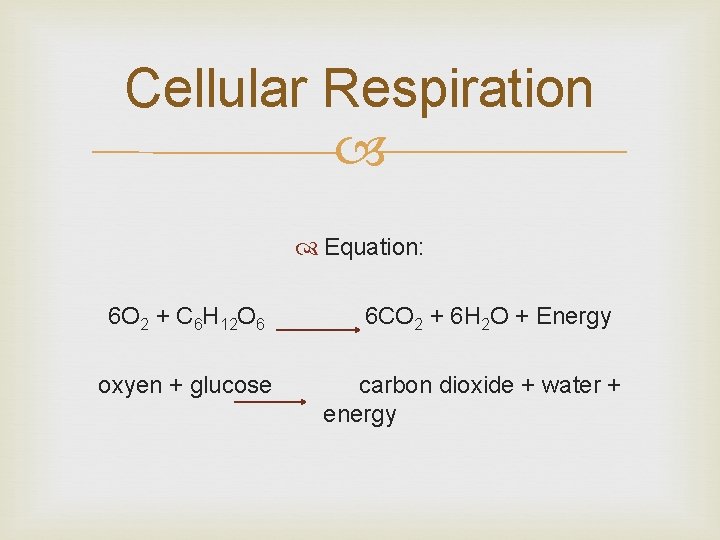 Cellular Respiration Equation: 6 O 2 + C 6 H 12 O 6 oxyen Cellular Respiration Equation: 6 O 2 + C 6 H 12 O 6 oxyen