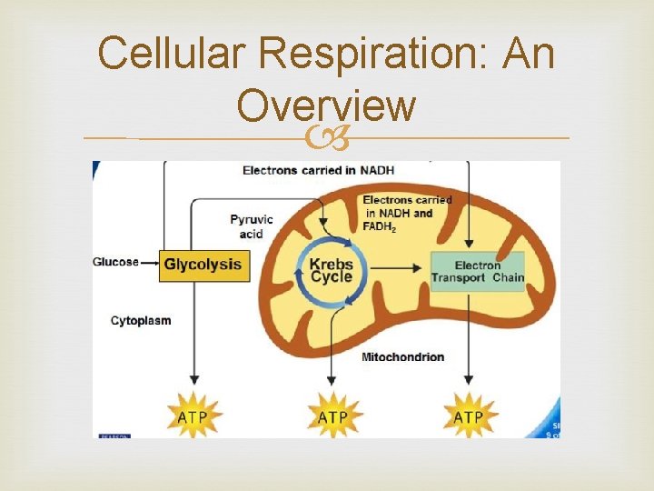 Cellular Respiration: An Overview Cellular Respiration: An Overview