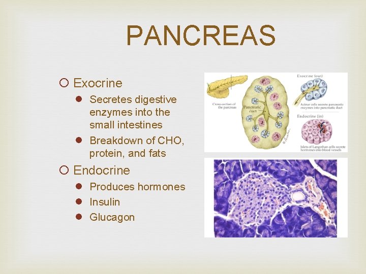 PANCREAS ¡ Exocrine l Secretes digestive enzymes into the small intestines l Breakdown of