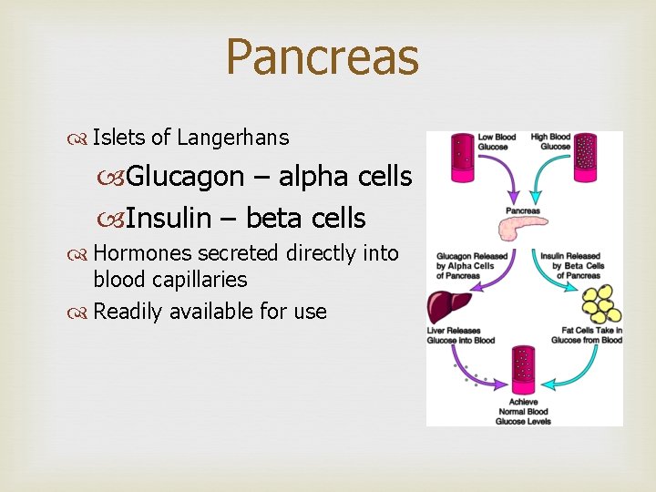 Pancreas Islets of Langerhans Glucagon – alpha cells Insulin – beta cells Hormones secreted