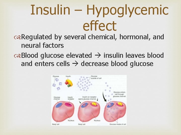 Insulin – Hypoglycemic effect Regulated by several chemical, hormonal, and neural factors Blood glucose