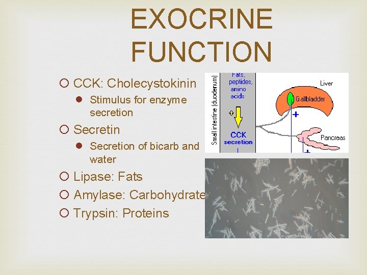 EXOCRINE FUNCTION ¡ CCK: Cholecystokinin l Stimulus for enzyme secretion ¡ Secretin l Secretion