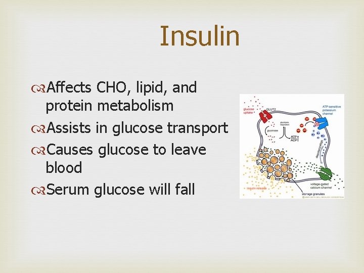 Insulin Affects CHO, lipid, and protein metabolism Assists in glucose transport Causes glucose to