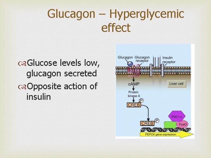 Glucagon – Hyperglycemic effect Glucose levels low, glucagon secreted Opposite action of insulin 