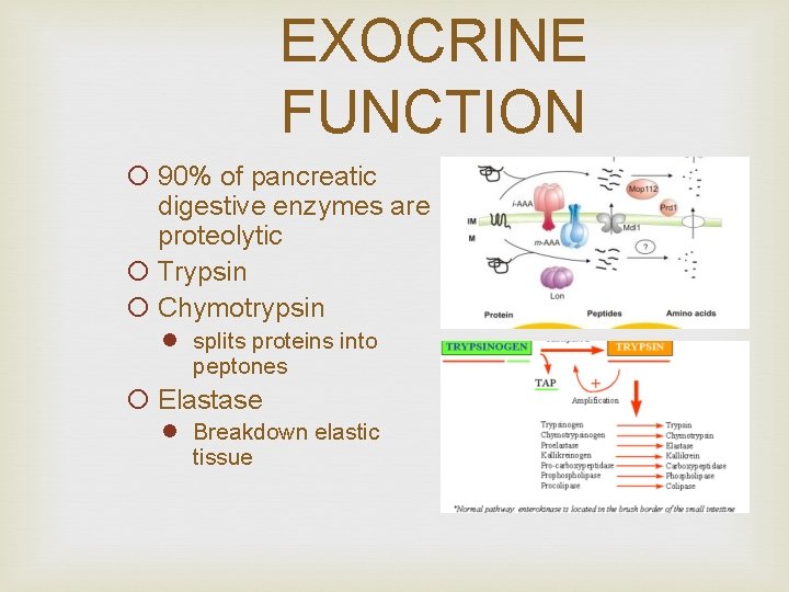 EXOCRINE FUNCTION ¡ 90% of pancreatic digestive enzymes are proteolytic ¡ Trypsin ¡ Chymotrypsin