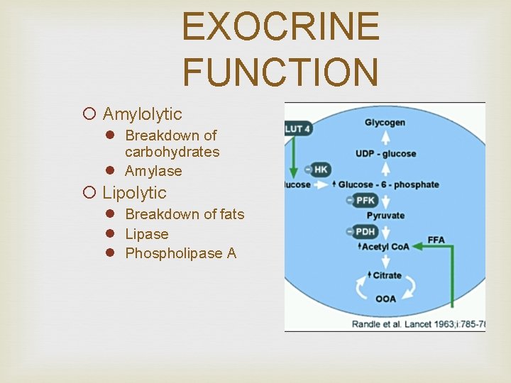 EXOCRINE FUNCTION ¡ Amylolytic l Breakdown of carbohydrates l Amylase ¡ Lipolytic l Breakdown