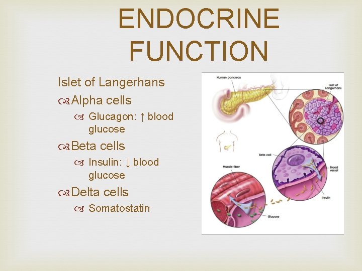 ENDOCRINE FUNCTION Islet of Langerhans Alpha cells Glucagon: ↑ blood glucose Beta cells Insulin: