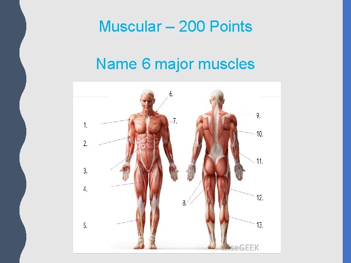 Muscular – 200 Points Name 6 major muscles 