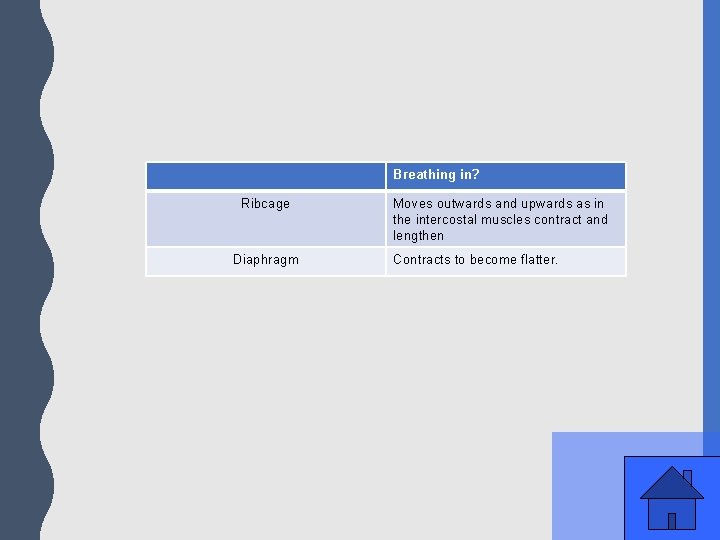 Breathing in? Ribcage Diaphragm Moves outwards and upwards as in the intercostal muscles contract
