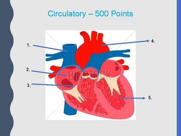 Circulatory – 500 Points 1. 4. 2. 3. 5. 