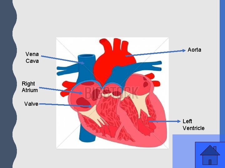 Vena Cava Aorta Right Atrium Valve Left Ventricle 