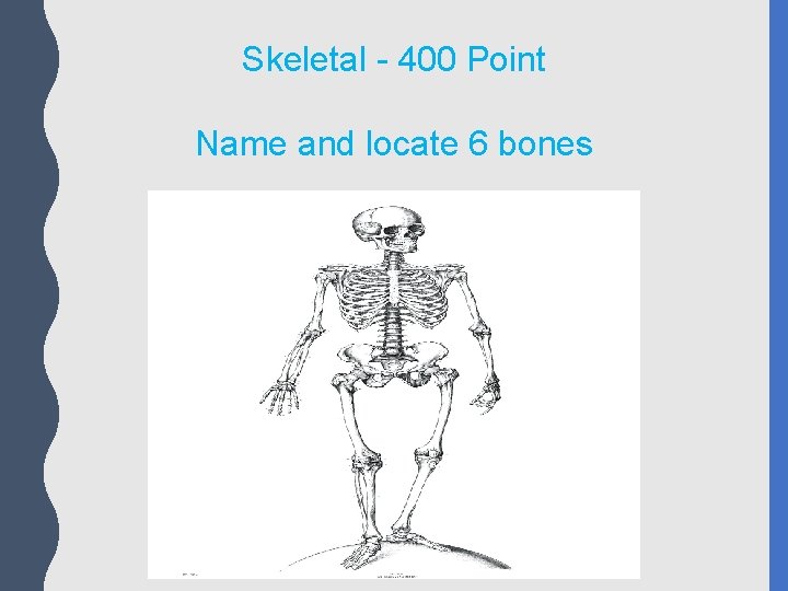 Skeletal - 400 Point Name and locate 6 bones 