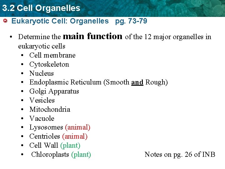 3. 2 Cell Organelles Eukaryotic Cell: Organelles pg. 73 -79 • Determine the main