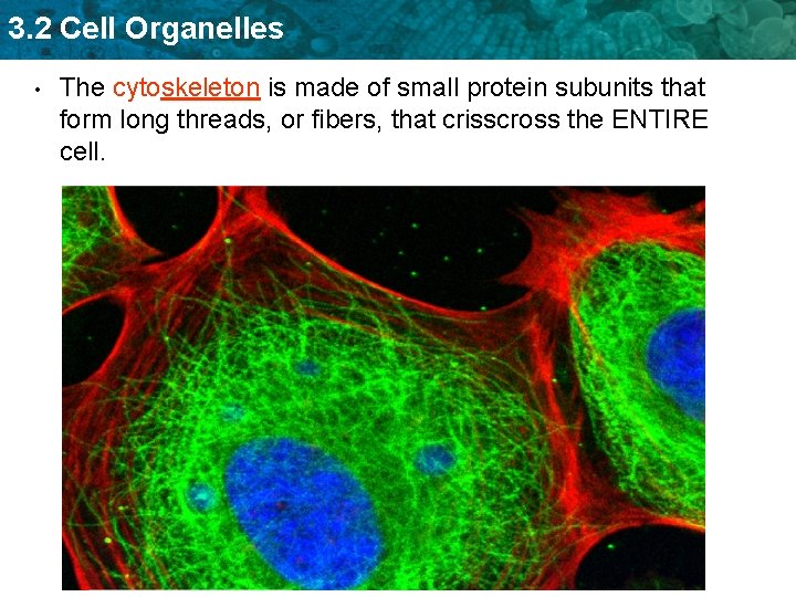 3. 2 Cell Organelles • The cytoskeleton is made of small protein subunits that