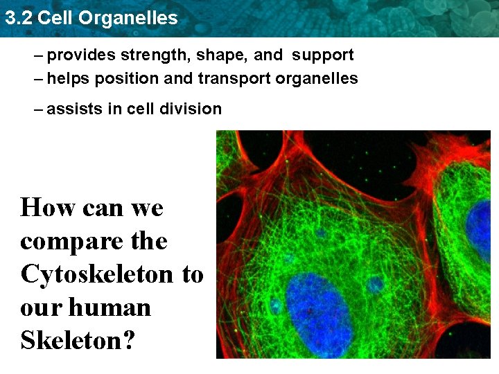 3. 2 Cell Organelles – provides strength, shape, and support – helps position and
