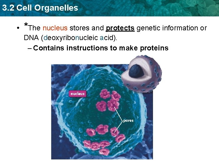 3. 2 Cell Organelles • *The nucleus stores and protects genetic information or DNA