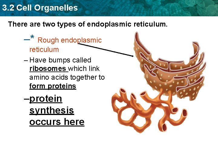 3. 2 Cell Organelles There are two types of endoplasmic reticulum. –* Rough endoplasmic